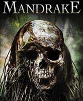 Mandrake /   